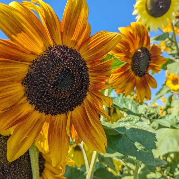 Meet your Posher, Mara - Picture 1 of 1